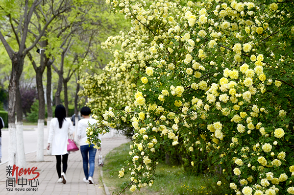 印象燕大 • 春（组图）